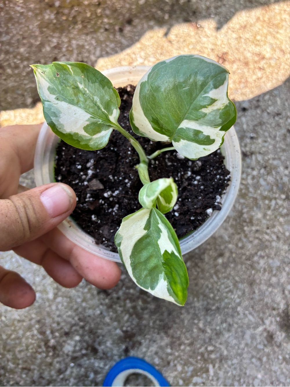 Epipremnum 'N'Joy' Pothos